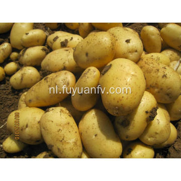 verse holland aardappel export naar Srilanka